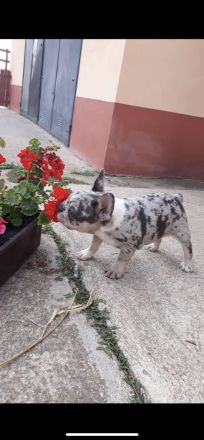 Tricolor merle