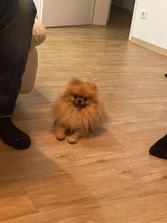 Pomeranian Boo Rüde