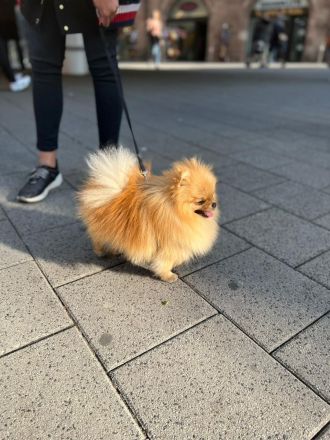 Pomeranian Boo Rüde