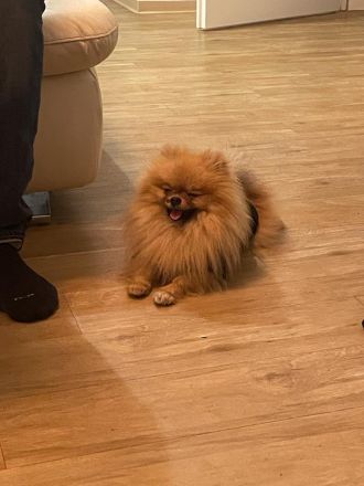 Pomeranian Boo Rüde