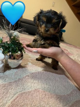 Nur noch 1 Yorkshire Terrier Welpe