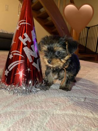 Nur noch 1 Yorkshire Terrier Welpe