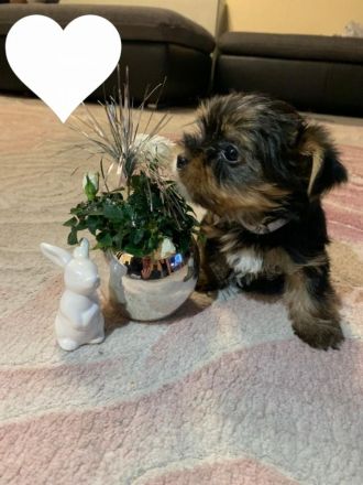 Nur noch 1 Yorkshire Terrier Welpe