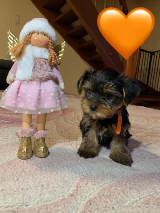 Nur noch 1 Yorkshire Terrier Welpe