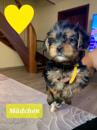 Nur noch 1 Yorkshire Terrier Welpe
