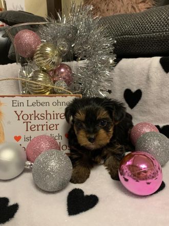 Nur noch 1 Yorkshire Terrier Welpe