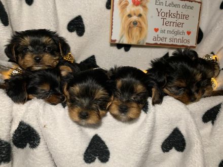 Nur noch 1 Yorkshire Terrier Welpe