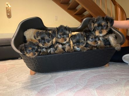 Nur noch 1 Yorkshire Terrier Welpe