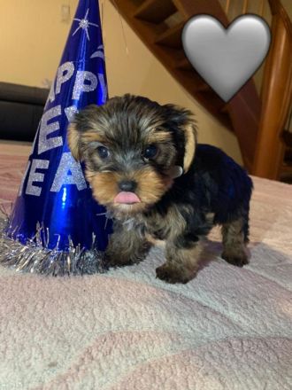 Nur noch 1 Yorkshire Terrier Welpe