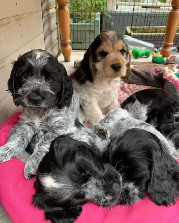 Reinrassige Cocker Spaniel Welpen
