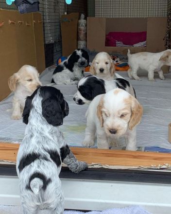 Reinrassige Cocker Spaniel Welpen