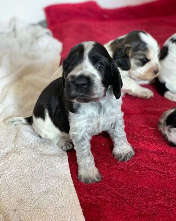 Reinrassige Cocker Spaniel Welpen