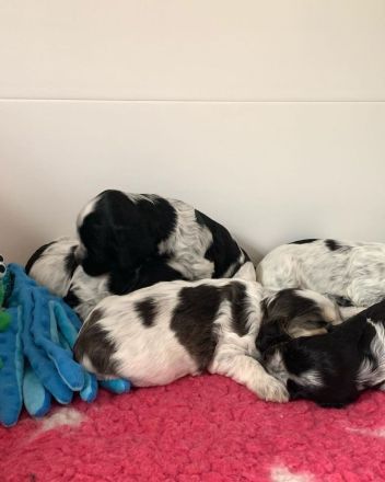 Reinrassige Cocker Spaniel Welpen