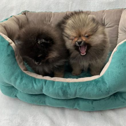 Zwergspitz Welpen Weibchen und Rüde