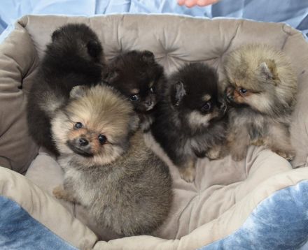 Zwergspitz Welpen Weibchen und Rüde