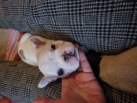 Französische Bulldoggen Welpen