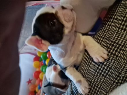 Französische Bulldoggen Welpen