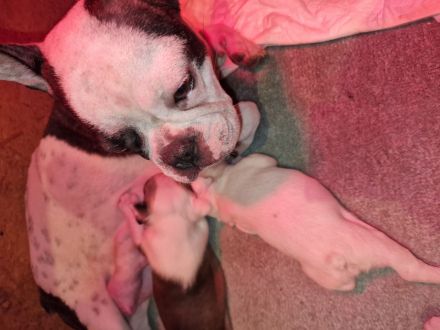 Französische Bulldoggen Welpen