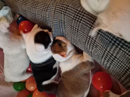 Französische Bulldoggen Welpen