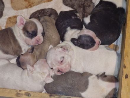 Französische Bulldoggen Welpen