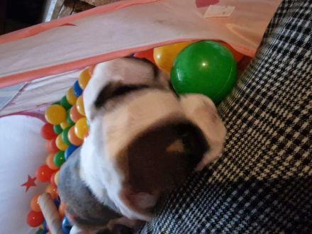 Französische Bulldoggen Welpen