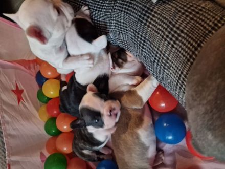 Französische Bulldoggen Welpen