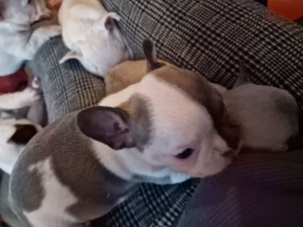Französische Bulldoggen Welpen
