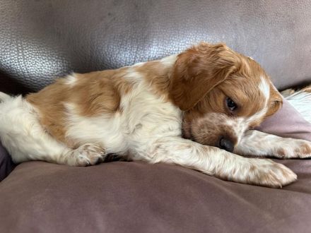 Liebevolle Bretonen- Welpen