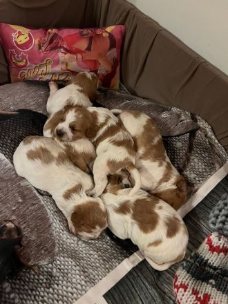 Liebevolle Bretonen- Welpen