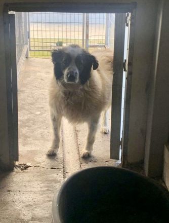 Rüde Senior Nikos sucht ein Zuhause für ruhigen Lebensabend