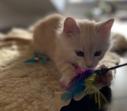 Zauberhafte Kitten aus exklusiver Maine Coon Rassekatzenzucht suchen neues Zuhause