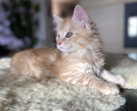 Zauberhafte Kitten aus exklusiver Maine Coon Rassekatzenzucht suchen neues Zuhause