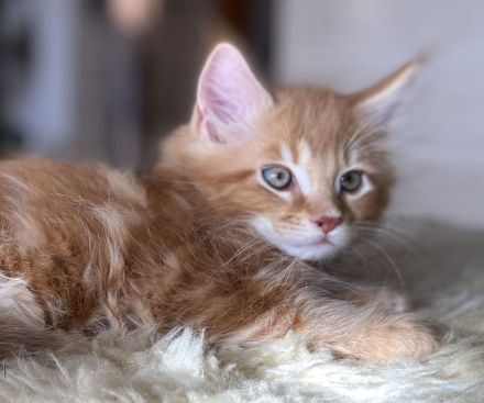 Zauberhafte Kitten aus exklusiver Maine Coon Rassekatzenzucht suchen neues Zuhause
