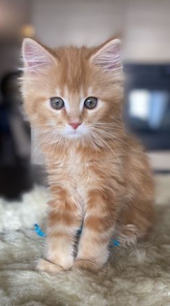 Zauberhafte Kitten aus exklusiver Maine Coon Rassekatzenzucht suchen neues Zuhause