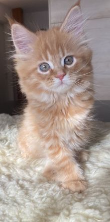 Zauberhafte Kitten aus exklusiver Maine Coon Rassekatzenzucht suchen neues Zuhause