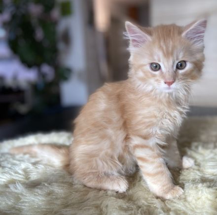 Zauberhafte Kitten aus exklusiver Maine Coon Rassekatzenzucht suchen neues Zuhause