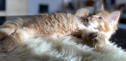 Zauberhafte Kitten aus exklusiver Maine Coon Rassekatzenzucht suchen neues Zuhause