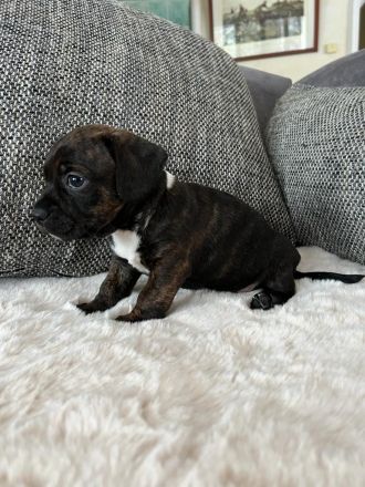 Boston Terrier X Zwergdackel