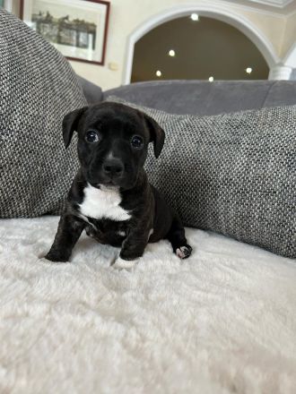 Boston Terrier X Zwergdackel
