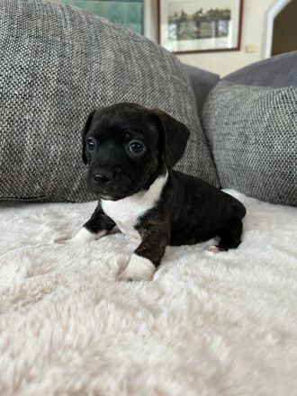 Boston Terrier X Zwergdackel