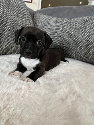 Boston Terrier X Zwergdackel