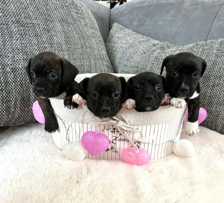 Boston Terrier X Zwergdackel