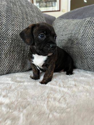 Boston Terrier X Zwergdackel