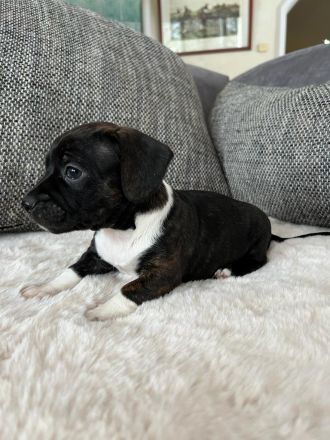 Boston Terrier X Zwergdackel