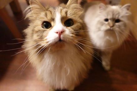 Traumhaft schönes nordsibirisches Geschwisterpaar auf der Suche nach einem neuen Zuhause!