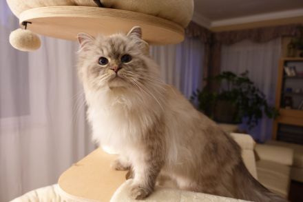 Traumhaft schönes nordsibirisches Geschwisterpaar auf der Suche nach einem neuen Zuhause!