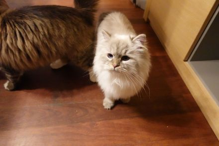 Traumhaft schönes nordsibirisches Geschwisterpaar auf der Suche nach einem neuen Zuhause!