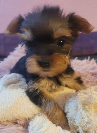 reinrassige Yorkshire Terrier Welpen black and tan