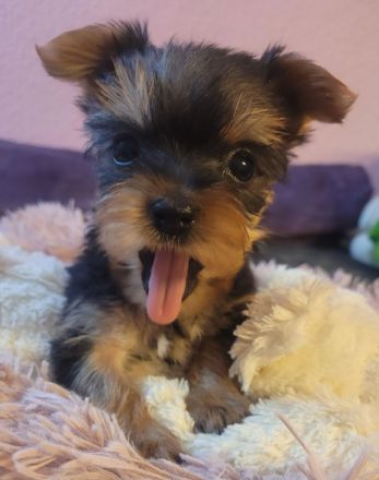 reinrassige Yorkshire Terrier Welpen black and tan