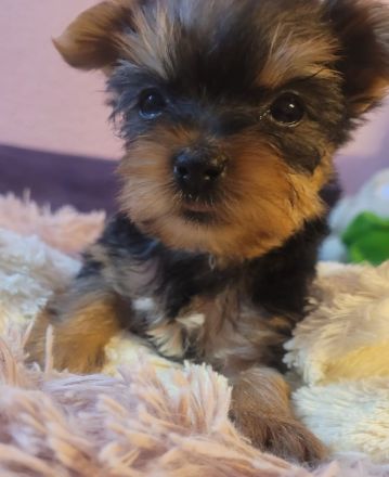 reinrassige Yorkshire Terrier Welpen black and tan